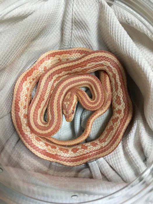 JTK Reptiles Picture 5