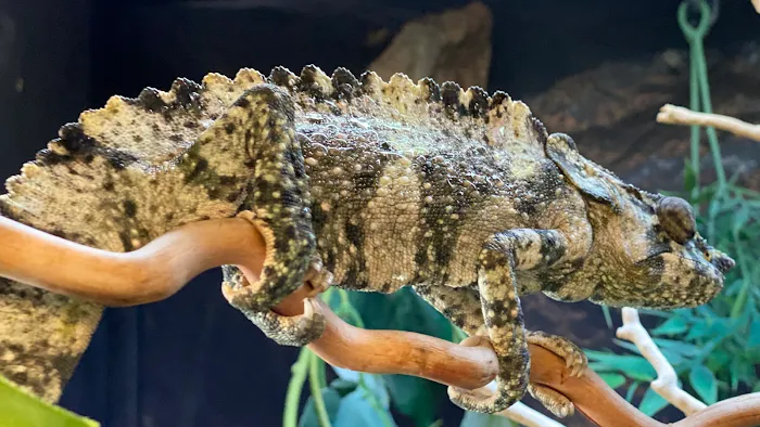JTK Reptiles Picture 7