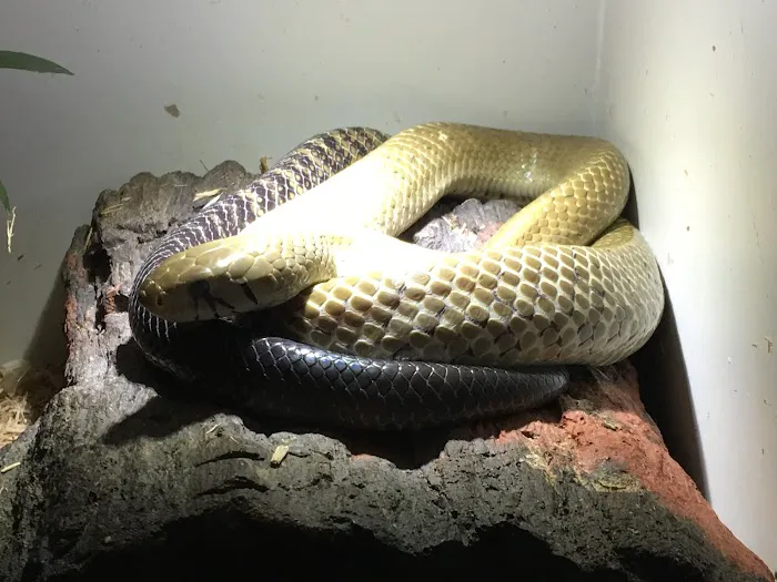 JTK Reptiles Picture 4