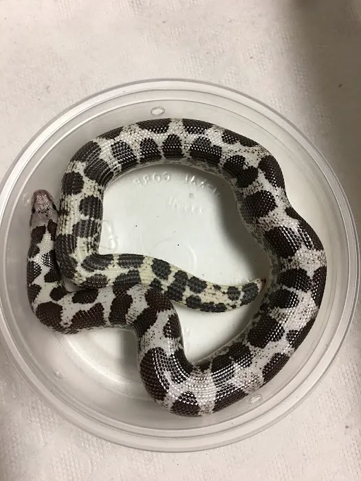 JTK Reptiles Picture 3