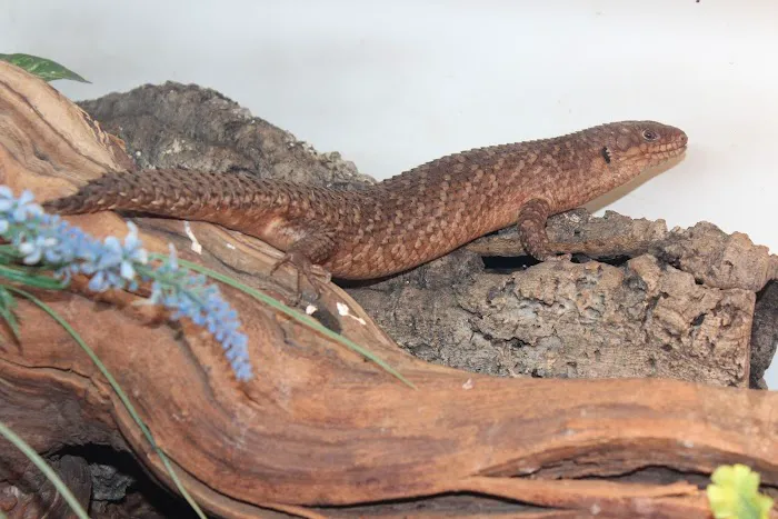 JTK Reptiles Picture 6