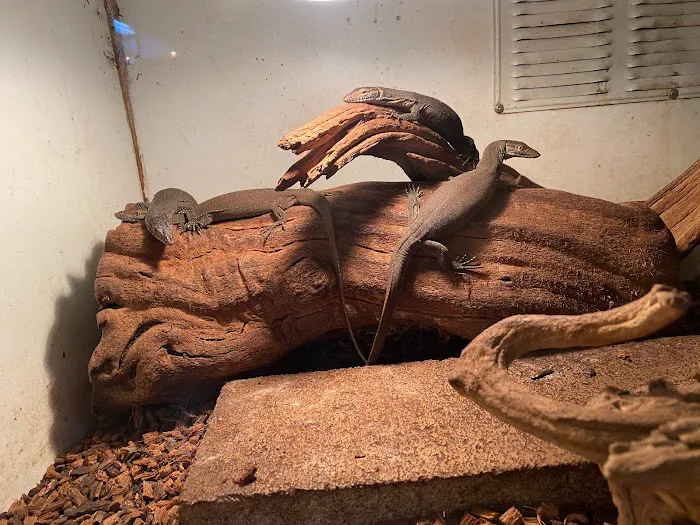JTK Reptiles Picture 9
