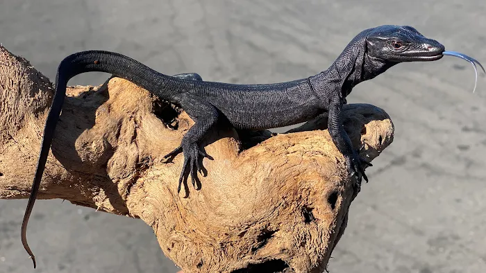JTK Reptiles Picture 10