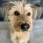 Cochise Animal Hospital