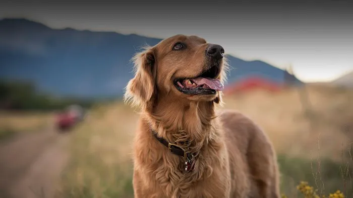 Cochise Animal Hospital Picture 8