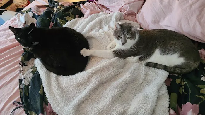 The Scaredy Cat Hospital Picture 7
