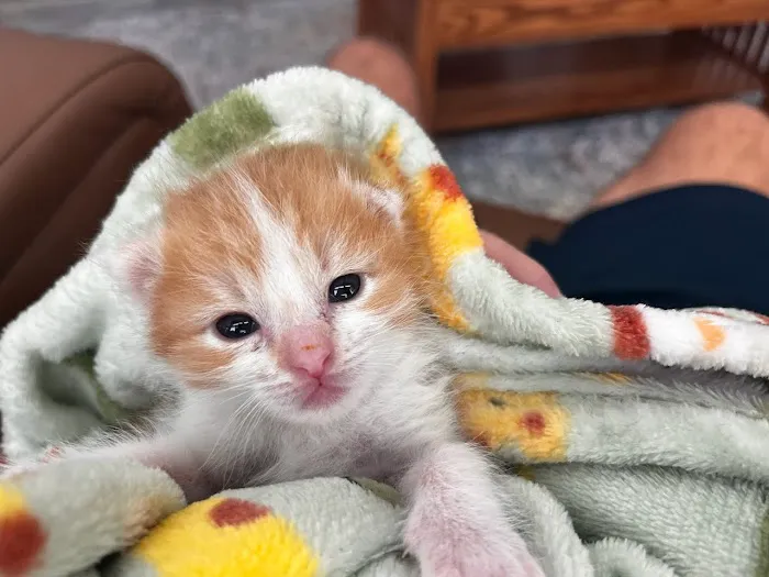 The Scaredy Cat Hospital Picture 3