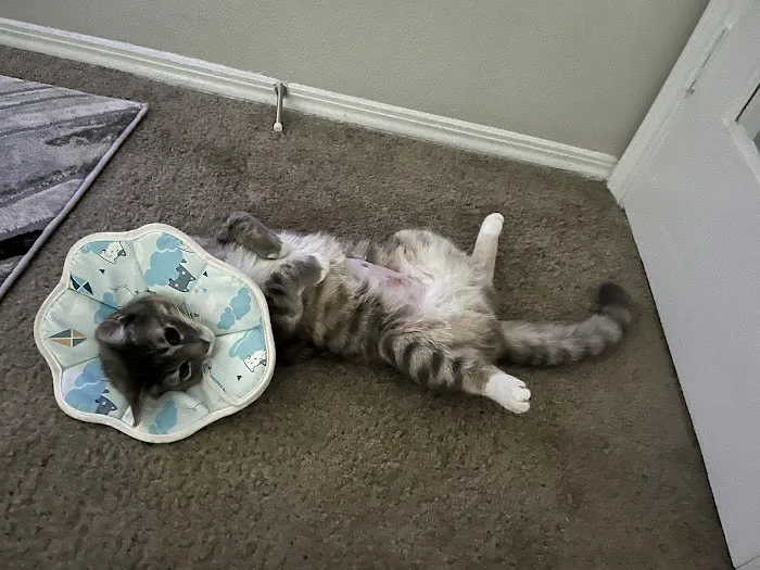 The Scaredy Cat Hospital Picture 5