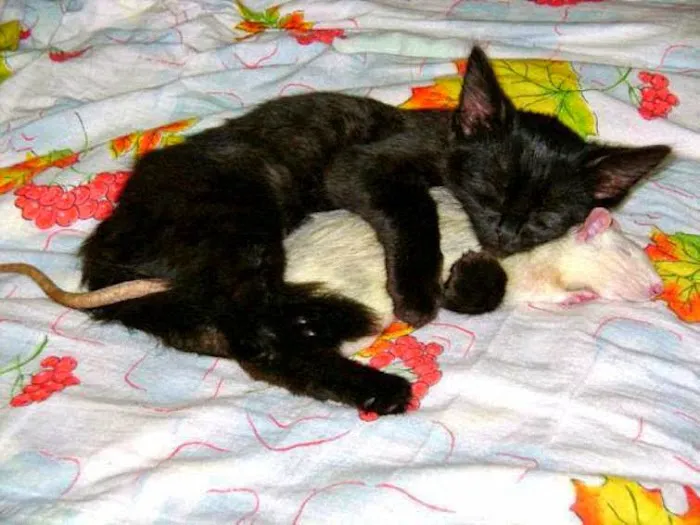The Scaredy Cat Hospital Picture 10