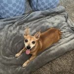 Phoenix Mountain Animal Hospital