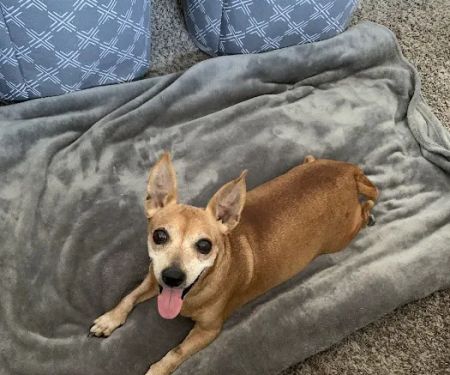 Phoenix Mountain Animal Hospital