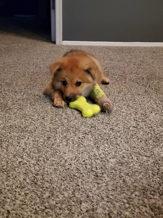 Phoenix Mountain Animal Hospital Picture 7