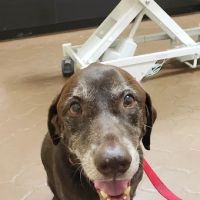 Four Peaks Animal Clinic ico