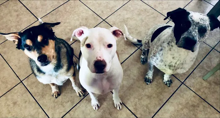Four Peaks Animal Clinic Picture 8