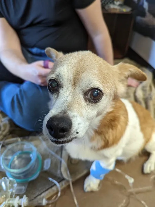 Four Peaks Animal Clinic Picture 10
