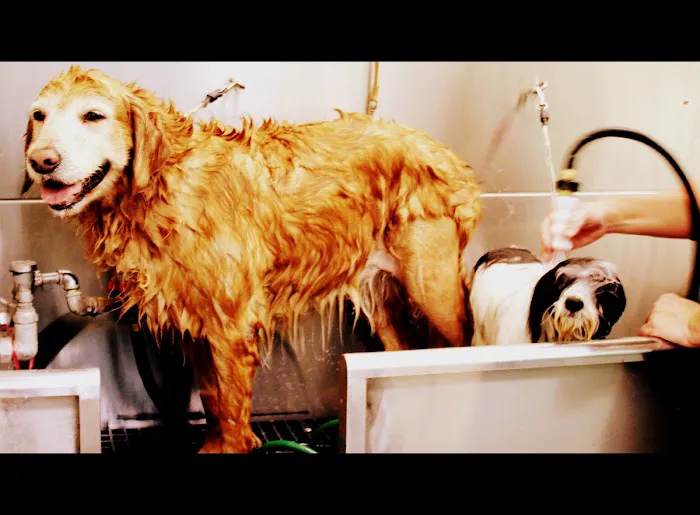 Bubbles Pet Spa Picture 5
