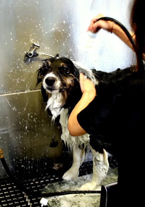 Bubbles Pet Spa Picture 9
