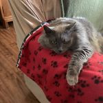 VCA McCormick Ranch Animal Hospital and Emergency Center