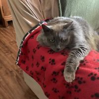 VCA McCormick Ranch Animal Hospital and Emergency Center ico