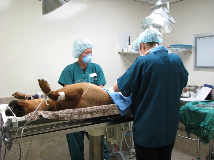 VCA McCormick Ranch Animal Hospital and Emergency Center Picture 5