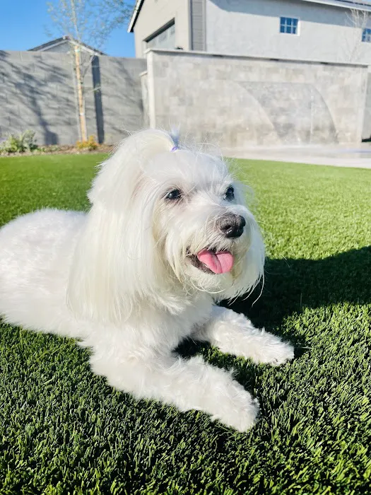 Salt River Veterinary Specialists Picture 1