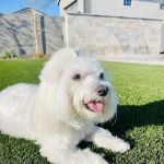 Salt River Veterinary Specialists