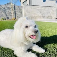 Salt River Veterinary Specialists ico