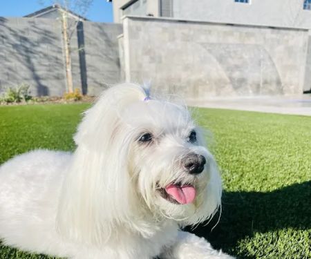 Salt River Veterinary Specialists