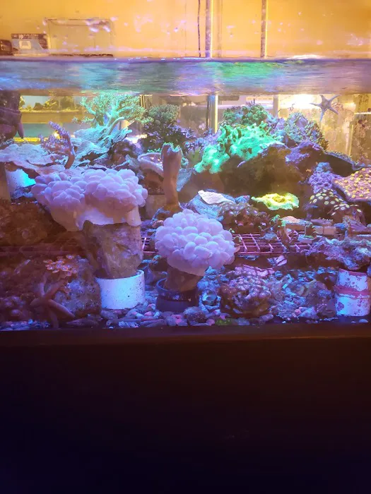 Carson Tropical Fish Picture 1
