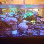 Carson Tropical Fish