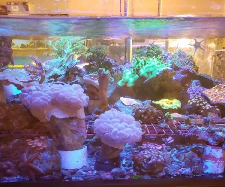 Carson Tropical Fish