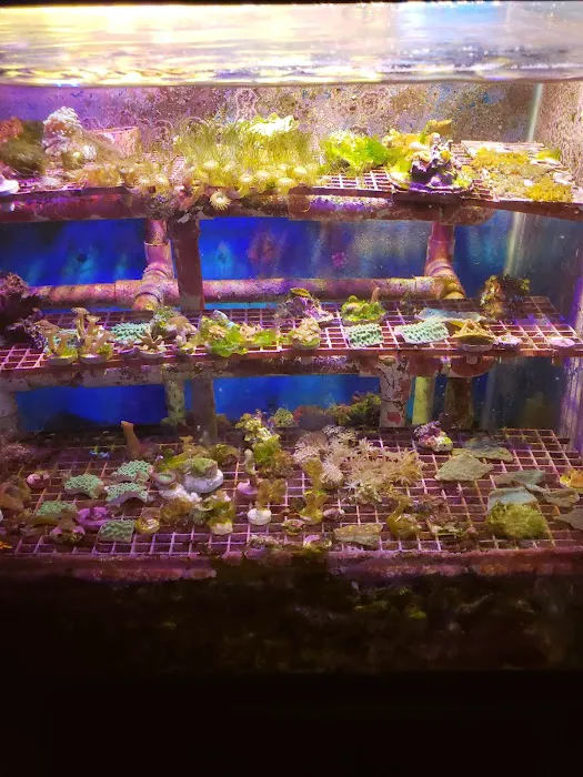 Carson Tropical Fish Picture 2