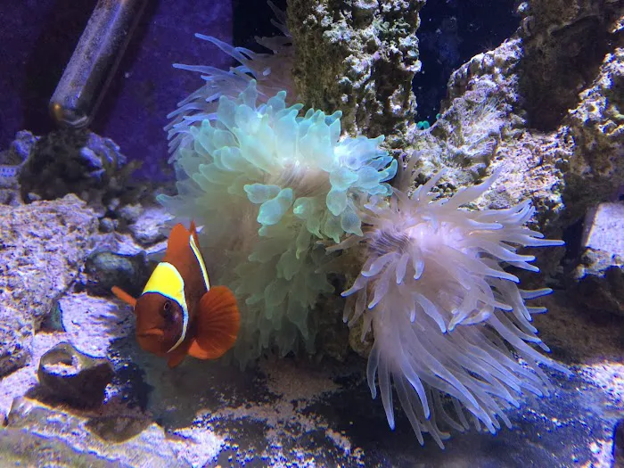 Carson Tropical Fish Picture 7