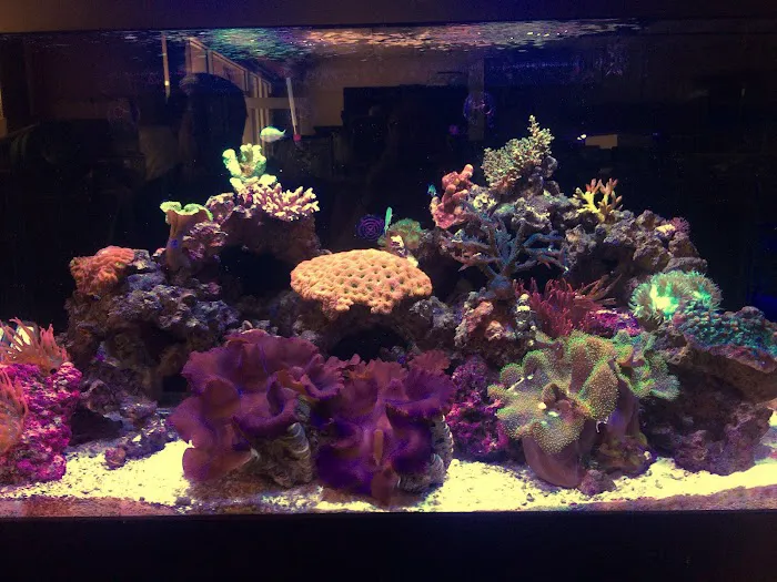 Carson Tropical Fish Picture 10