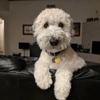 Scottsdale Ranch Animal Hospital ico