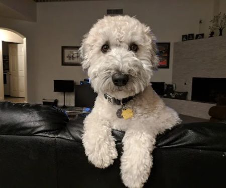 Scottsdale Ranch Animal Hospital