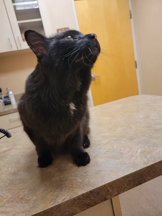 Scottsdale Ranch Animal Hospital Picture 3