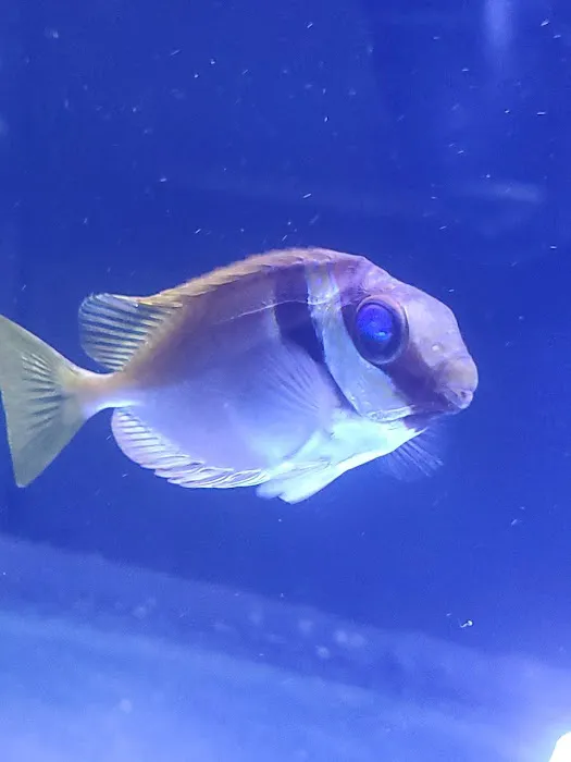 Fish and Coral Store Picture 2