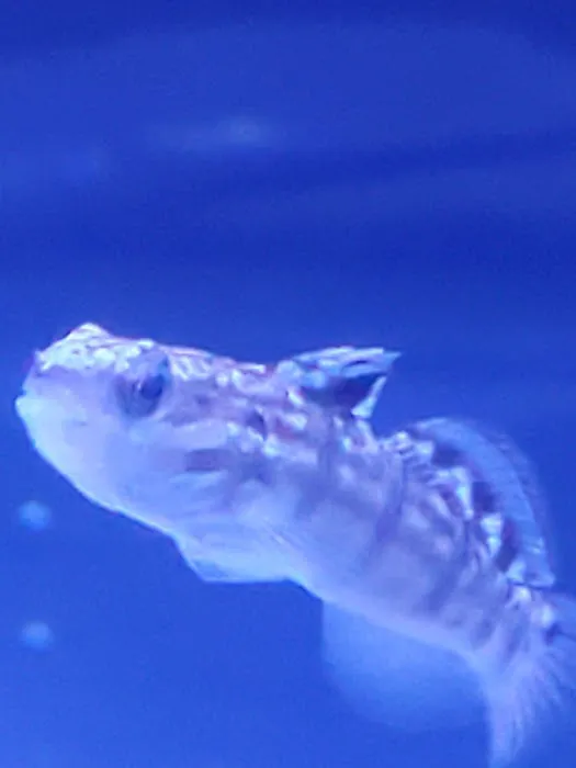 Fish and Coral Store Picture 3