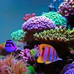 Fish and Coral Store