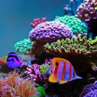 Fish and Coral Store ico