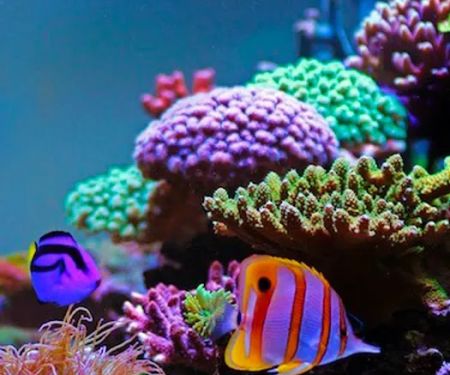Fish and Coral Store