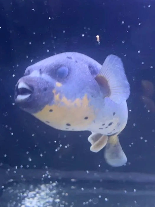 Fish and Coral Store Picture 6
