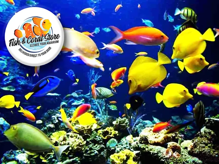 Fish and Coral Store Picture 8
