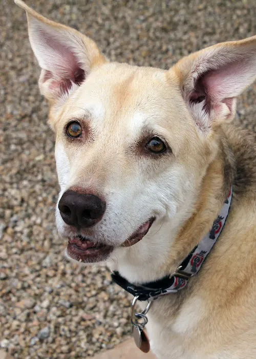 Four Legged Friends Animal Hospital Picture 10