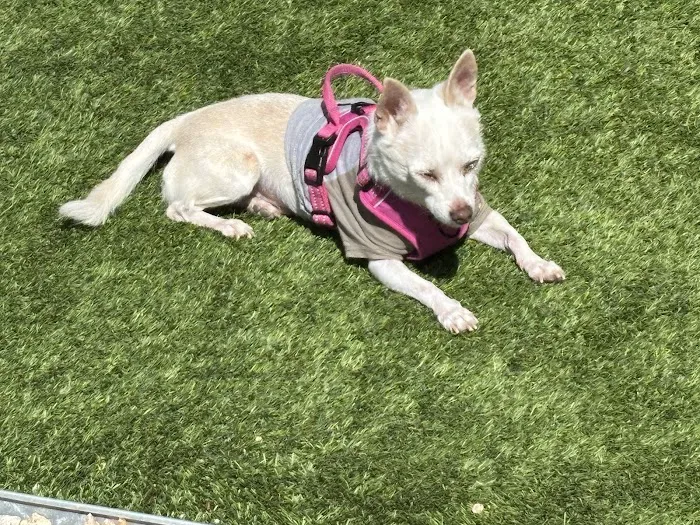 Four Legged Friends Animal Hospital Picture 8