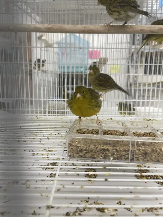 The Canary Finch Store Picture 3