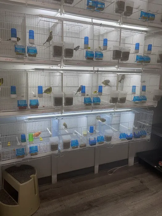 The Canary Finch Store Picture 4