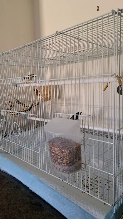 The Canary Finch Store Picture 2