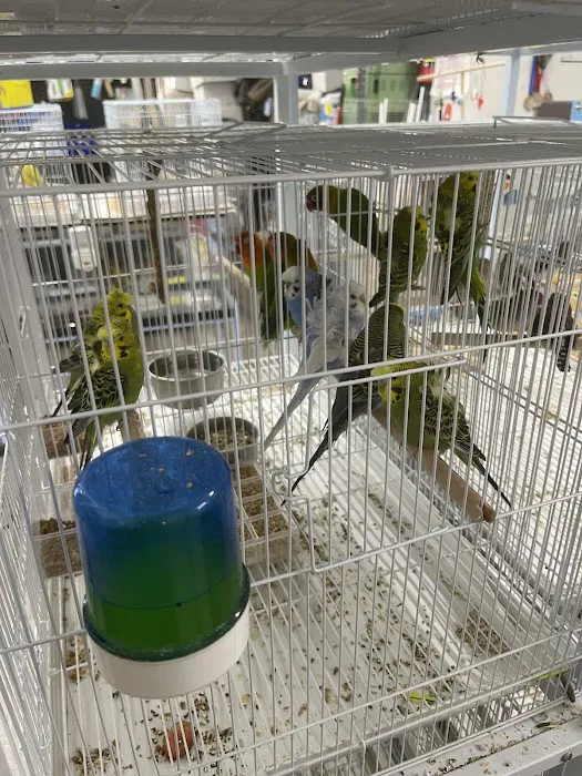 The Canary Finch Store Picture 6